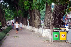Tiếc nuối khi hàng cây Kim Mã phải di chuyển