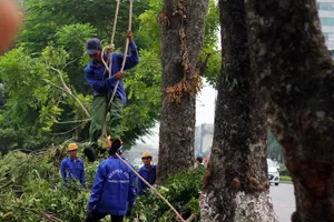 Cắt tỉa hàng cây Kim Mã trước khi di dời