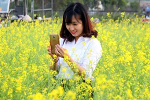 Đồng cải vàng làm mê mẩn giới trẻ Hà Thành