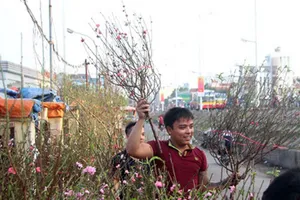 Rạng rỡ, đào Nhật Tân xuống phố phục vụ tết dương lịch