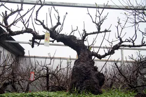 Vẻ đẹp 'sang chảnh' của đào Thất thốn trên đất Nhật Tân