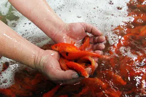 Nhộn nhịp chợ cá những ngày cúng ông Công, ông Táo