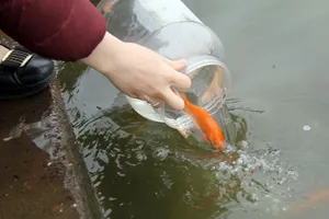 Cúng ông Táo sớm để tránh... tắc đường thiên đình