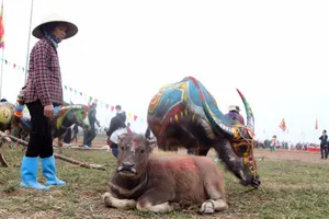 Hình ảnh trâu 'cõng' gà trống trong lễ hội Tịch Điền