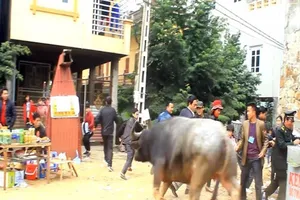 Trâu chọi chạy tán loạn, khán giả hú vía