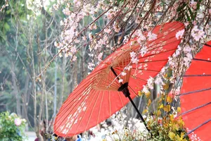 12.000 cành anh đào đua sắc bên vườn hoa Lý Thái Tổ