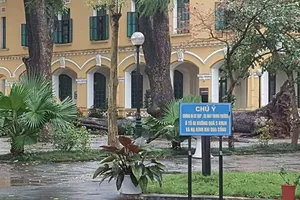 Cây xà cừ bất ngờ bật gốc, 4 học sinh bị thương