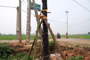 Dẹp vỉa hè, chặt luôn cây xanh, giờ phải... trồng lại!