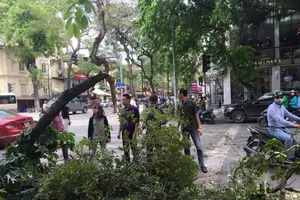 Hốt hoảng nhìn cây đổ trong lúc chờ đèn đỏ