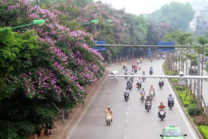 Bằng lăng 'nhuộm tím' đường phố Hà Nội