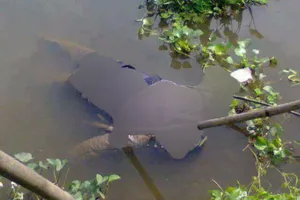 Khởi tố kẻ giết người cắt bộ phận sinh dục của nạn nhân