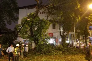 Hà Nội: Cây đổ gãy, 2 người bị thương