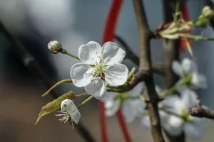 Hà Nội: Hoa lê rừng xuống phố phục vụ người dân chơi Tết sớm