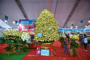 Hà Nội: Chiêm ngưỡng chậu hoa lan hồ điệp cao 5 mét giá gần 1 tỉ đồng