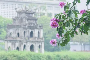 Sắc tím hoa bằng lăng 'nhuộm' khắp phố phường Hà Nội