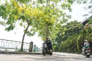 Hoa muồng hoàng yến rực rỡ giữa trời hè Thủ đô