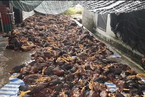 Hơn 6000 con gà chết ngạt vì sét đánh làm hư quạt 