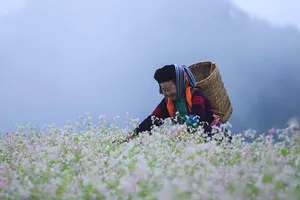 Ngắm những thung lũng hoa tam giác mạch đẹp ngỡ ngàng ở Hà Giang