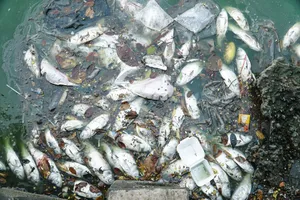 Cá lại chết nổi lềnh bềnh trên mặt hồ Tây