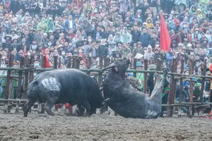 Hàng ngàn người tham dự lễ hội chọi trâu truyền thống ở Vĩnh Phúc