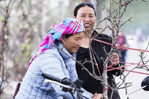 Thú chơi hoa lê sau Tết được nhiều người dân Hà Nội ưa chuộng