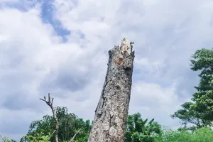 Nhiều cây xanh ở Hà Nội chết khô, bị đốt trụi gốc 