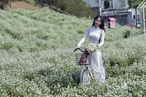 Thiếu nữ Hà Thành mải mê tạo dáng bên vườn cúc họa mi 