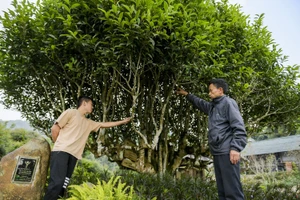 Cây chè Shan tuyết cổ thụ 500 tuổi được trả hơn 6 tỉ đồng