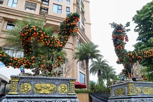 Ngắm cặp quýt 'song Long' giá hơn 250 triệu đồng 