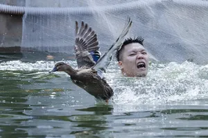 Độc đáo hội thi bắt vịt ở Hà Nội