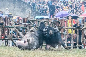 Vĩnh Phúc: Những màn đấu kịch tính tại Lễ hội chọi trâu truyền thống xã Hải Lựu