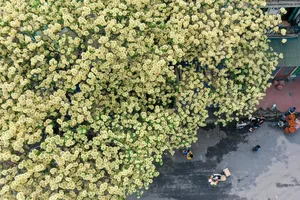 Vẻ đẹp của cây bún 300 tuổi ở Hà Nội đang nở hoa rực rỡ