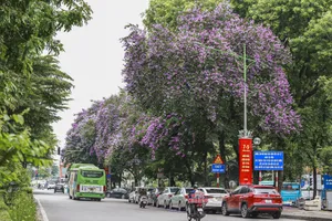 ‘Nắng gửi gì cho hoa bằng lăng, mà đượm màu tím biếc’