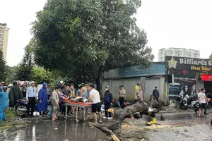 Cây ngã do cơn mưa lớn ở Hà Nội, 2 người thương vong
