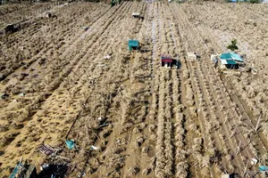 Hà Nội: Hàng nghìn gốc đào bị 'xóa sổ' sau khi lũ sông Hồng rút