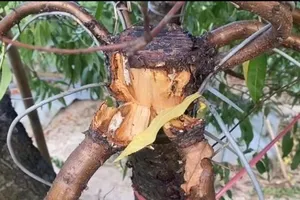 Hủy hoại hàng trăm gốc đào của người khác vì… ghen tức