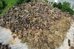 Cận cảnh bãi tập kết gỗ sau bão số 3 ở Hà Nội chờ ngày đấu giá