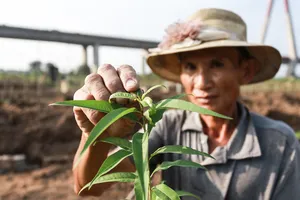 Bão đi qua khiến đào chết hết, người Nhật Tân hối hả 'làm lại từ đầu'
