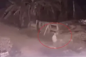 Vĩnh Phúc: Bé gái 5 tuổi bị 2 con chó becgie tấn công tử vong