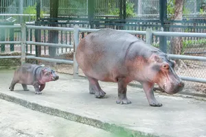 Chú hà mã con được sinh ra đầu tiên tại Hà Nội đã được đặt tên