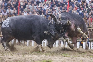 Mãn nhãn với những màn đấu kịch tính tại Lễ hội chọi trâu truyền thống