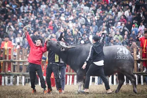 7 triệu đồng một kg thịt trâu giành giải nhất tại lễ hội chọi trâu ở Vĩnh Phúc