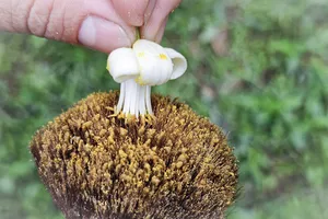 Độc đáo: Người Hà Nội thụ phấn hoa bưởi bằng tay