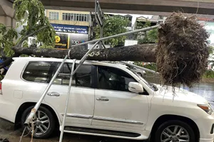 Hà Nội: Mưa giông làm nhiều cây xanh bị đổ, giao thông ùn tắc 