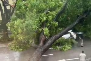 Hà Nội: Cây cổ thụ bật gốc đè trúng 2 ô tô đang chạy