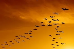 Bay theo hình chữ V: Bài học từ loài ngỗng 