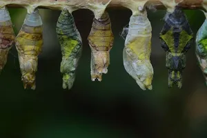 Cái kén bướm và bí mật của cái lỗ nhỏ