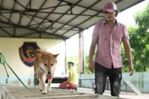 Chú chó Nhật Shiba đóng cậu Vàng trong Lão Hạc gây tranh cãi