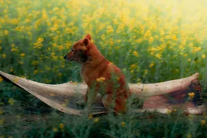 Cậu Vàng hé lộ những hình ảnh phim đậm chất miền quê Bắc Bộ