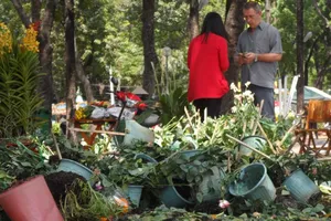 Đập từng giỏ hoa vì không muốn bị 'hôi của'